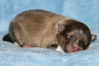 Grappa vom Affinger Bach, 1 Tag alt