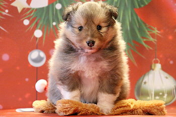 Grappa vom Affinger Bach, 4 Wochen alt