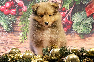 Grappa vom Affinger Bach, 7 Wochen alt