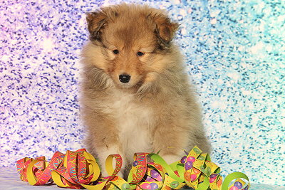 Grappa vom Affinger Bach, 8 Wochen alt