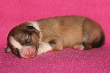 Halli Hallo vom Affinger Bach, 1 Tag alt