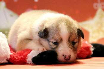 Halli Hallo vom Affinger Bach, 2 Wochen alt