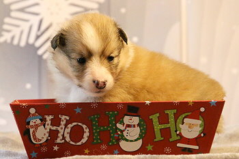 Halli Hallo vom Affinger Bach, 3 Wochen alt