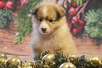 Halli Hallo vom Affinger Bach, 5 Wochen alt