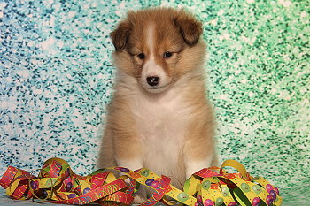 Halli Hallo vom Affinger Bach, 6 Wochen alt