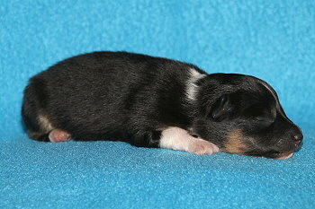 Hakuna Matata vom Affinger Bach, 1 Tag alt