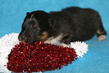 Hakuna Matata vom Affinger Bach, 1 Woche alt