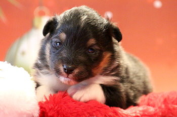 Hakuna Matata vom Affinger Bach, 2 Wochen alt