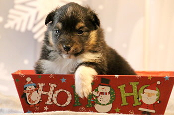 Hakuna Matata vom Affinger Bach, 3 Wochen alt