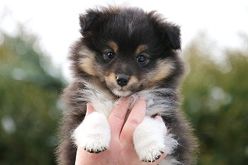 Hakuna Matata vom Affinger Bach, 7 Wochen alt