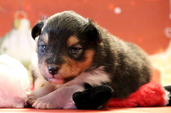 Hula Palu vom Affinger Bach, 2 Wochen alt