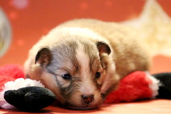 Hoppla Hopp vom Affinger Bach, 2 Wochen alt