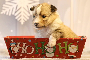 Hoppla Hopp vom Affinger Bach, 3 Wochen alt