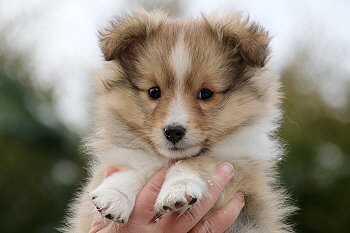 Hoppla Hopp vom Affinger Bach, 7 Wochen alt