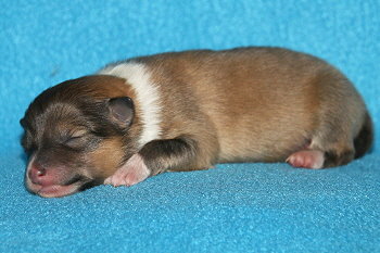 Hanky Panky vom Affinger Bach, 1 Tag alt