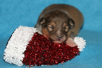 Hanky Panky vom Affinger Bach, 1 Woche alt