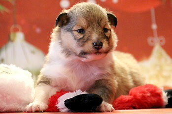 Hanky Panky vom Affinger Bach, 2 Wochen alt