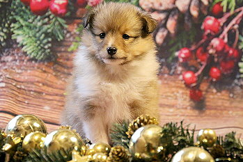 Hanky Panky vom Affinger Bach, 5 Wochen alt