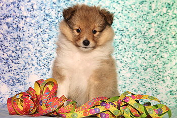 Hanky Panky vom Affinger Bach, 6 Wochen alt