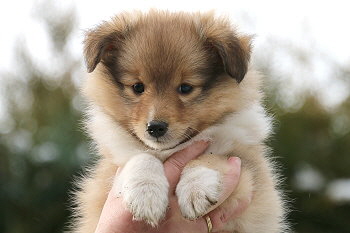 Hanky Panky vom Affinger Bach, 7 Wochen alt