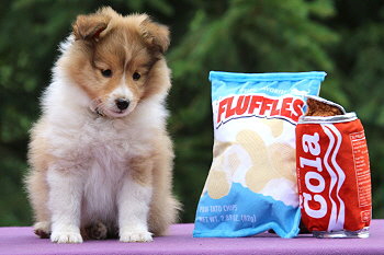 Ignatz vom Affinger Bach, 8 Wochen alt