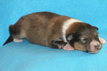 Ivo vom Affinger Bach, 1 Woche alt