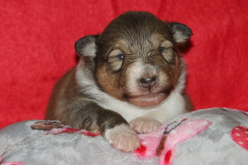 Ivo vom Affinger Bach, 2 Wochen alt