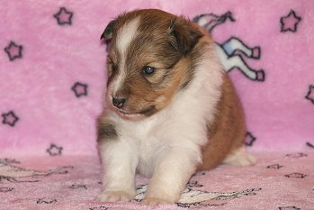 Irma vom Affinger Bach, 3 Wochen alt