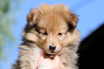 Jim K. vom Affinger Bach, 8 Wochen alt