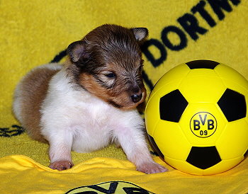 Karla Konfetti vom Affinger Bach, 2 Wochen alt