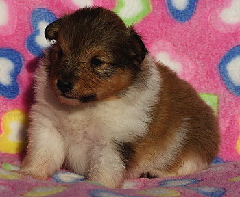 Karla Konfetti vom Affinger Bach, 3 Wochen alt