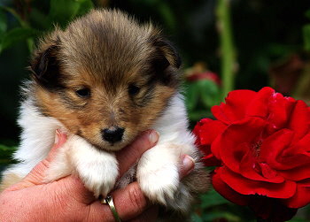 Karla Konfetti vom Affinger Bach, 4 Wochen alt