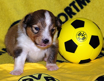 Kesha Khedira vom Affinger Bach, 2 Wochen alt