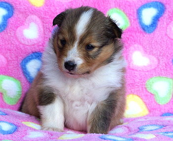 Kesha Khedira vom Affinger Bach, 3 Wochen alt