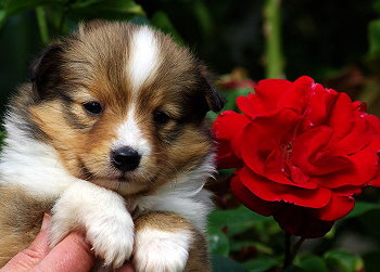 Kesha Khedira vom Affinger Bach, 4 Wochen alt