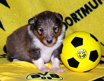 Kjell Karamell vom Affinger Bach, 2 Wochen alt