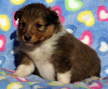 Kjell Karamell vom Affinger Bach, 3 Wochen alt