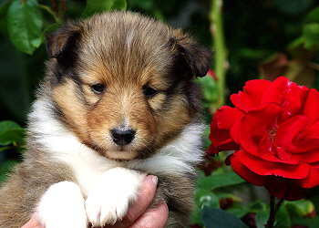 Kjell Karamell vom Affinger Bach, 4 Wochen alt