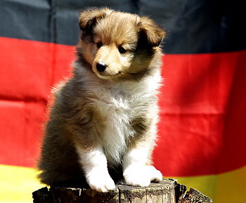 Kjell Karamell vom Affinger Bach, 6 Wochen alt