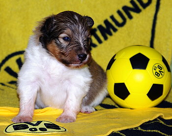 Kaspar Konfetti vom Affinger Bach, 2 Wochen alt