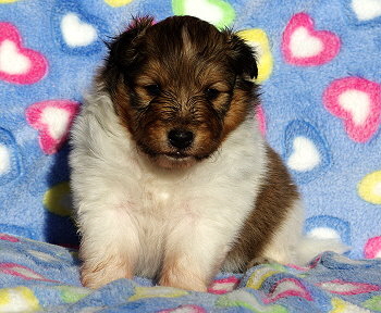 Kaspar Konfetti vom Affinger Bach, 3 Wochen alt