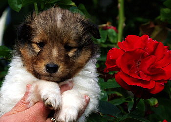 Kaspar Konfetti vom Affinger Bach, 4 Wochen alt