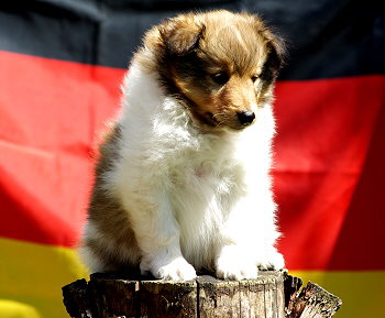 Kaspar Konfetti vom Affinger Bach, 6 Wochen alt