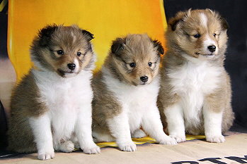 K3-Wurf vom Affinger Bach, 6 Wochen alt