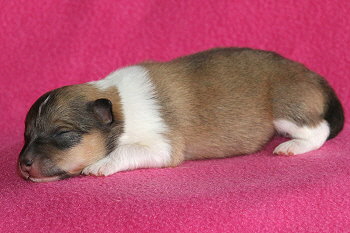 Kit Kat vom Affinger Bach, 1 Woche alt