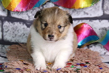 Kit Kat vom Affinger Bach, 4 Wochen alt