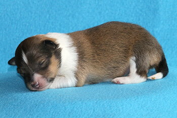 Kleiner Lasse vom Affinger Bach, 1 Woche alt