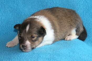 Kleiner Lasse vom Affinger Bach, 2 Wochen alt