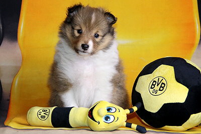 Kleiner Lasse vom Affinger Bach, 6 Wochen alt