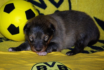 Lilka vom Affinger Bach, 2 Wochen alt